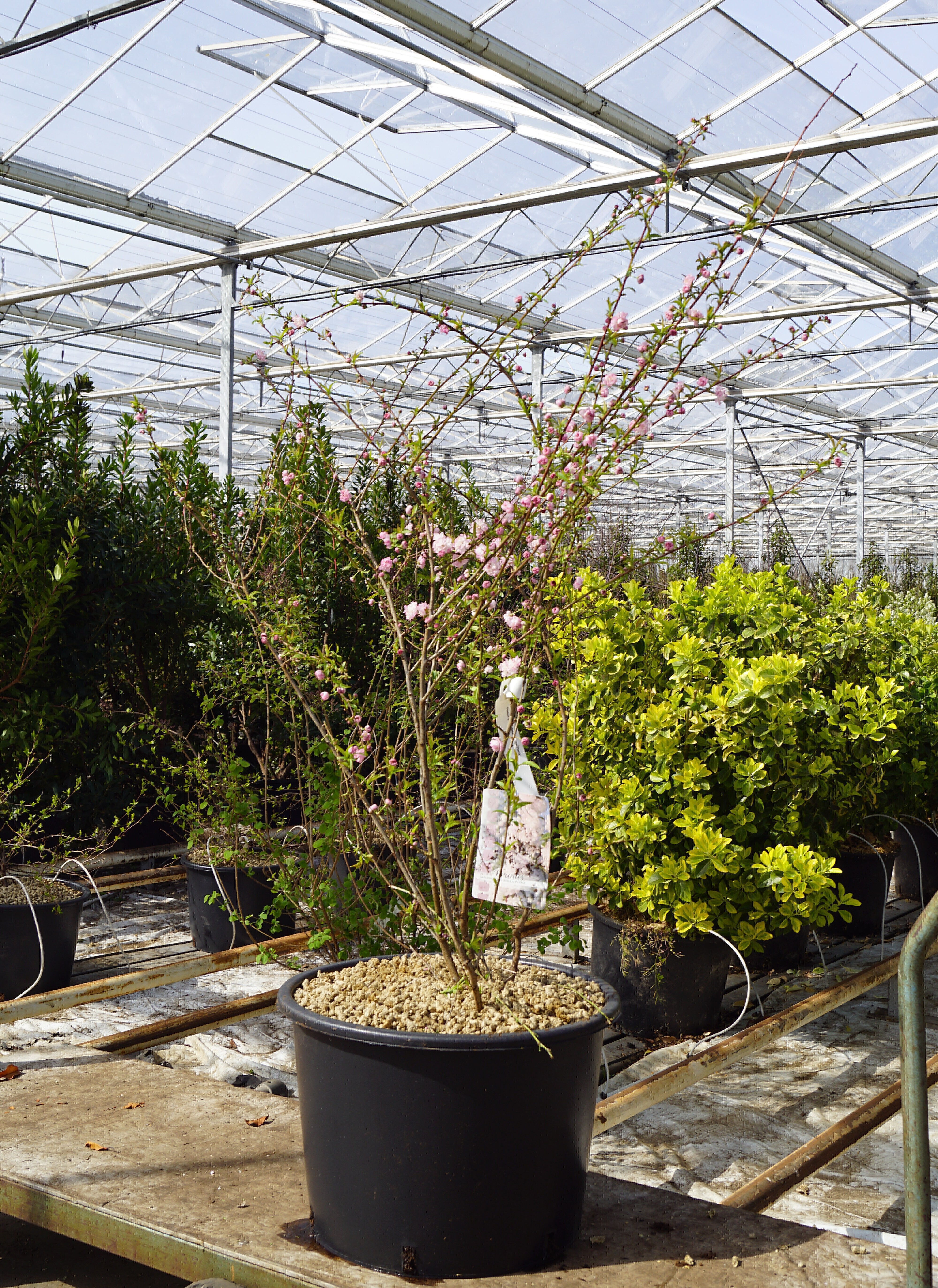 Prunus glandulosa 'Rosea Plena' (2)